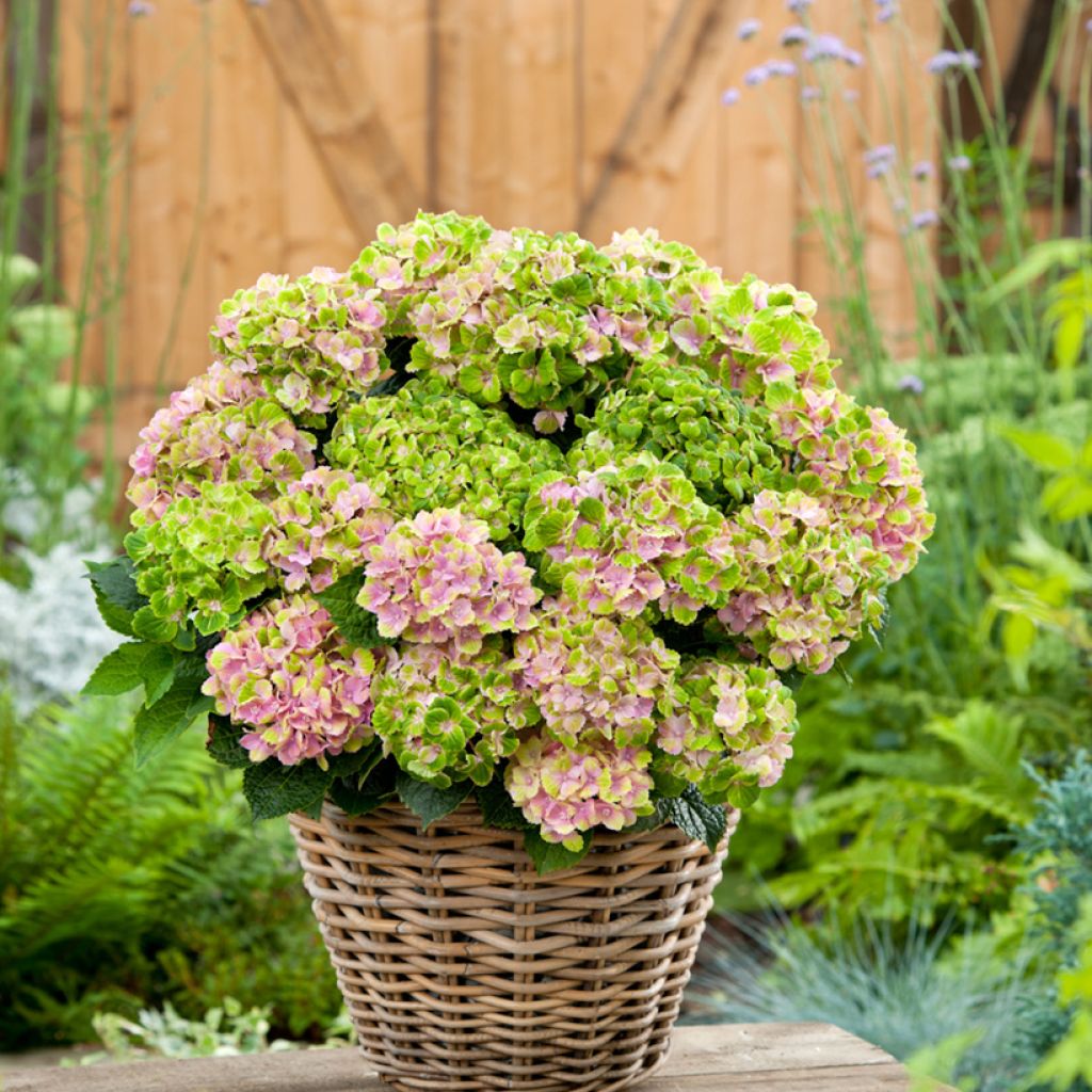 Hydrangea macrophylla Vibrant Verde - Hortensia