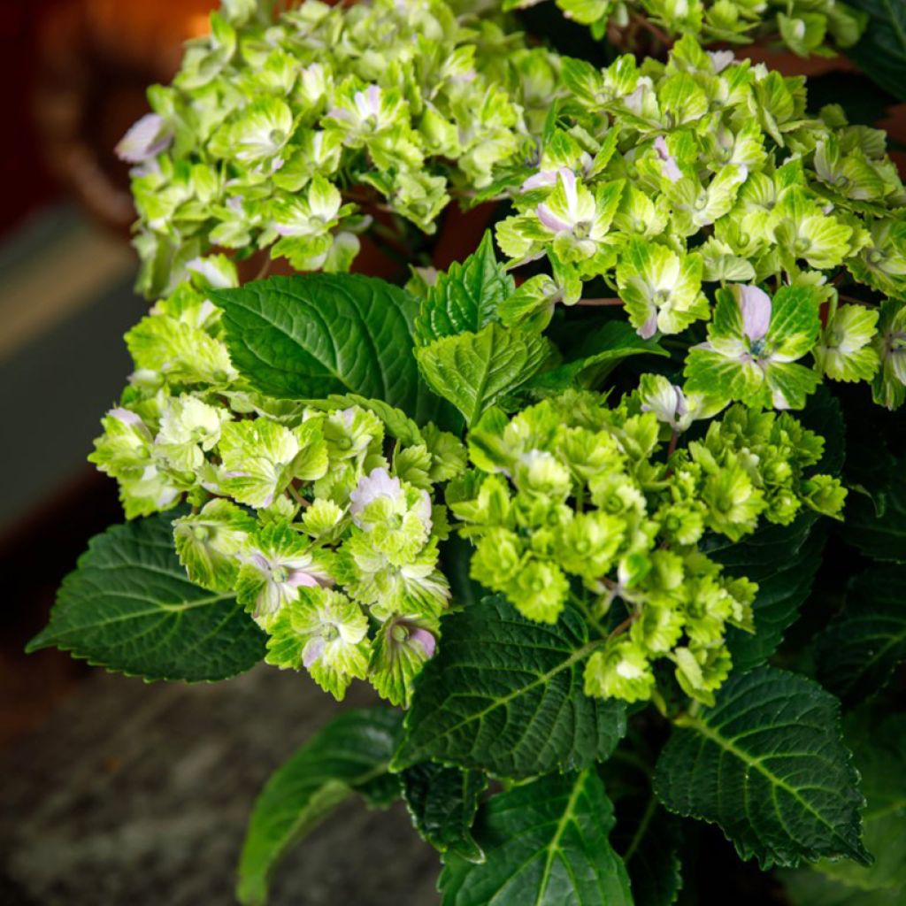 Hydrangea macrophylla Vibrant Verde - Hortensia