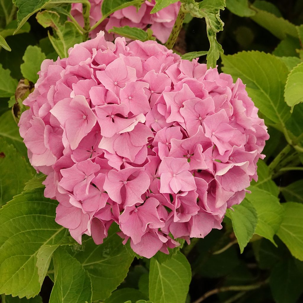 Hydrangea macrophylla Renate Steiniger - Bolhortensia