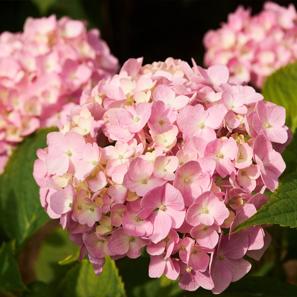 Hydrangea macrophylla Soft Pink Salsa - Boerenhortensia