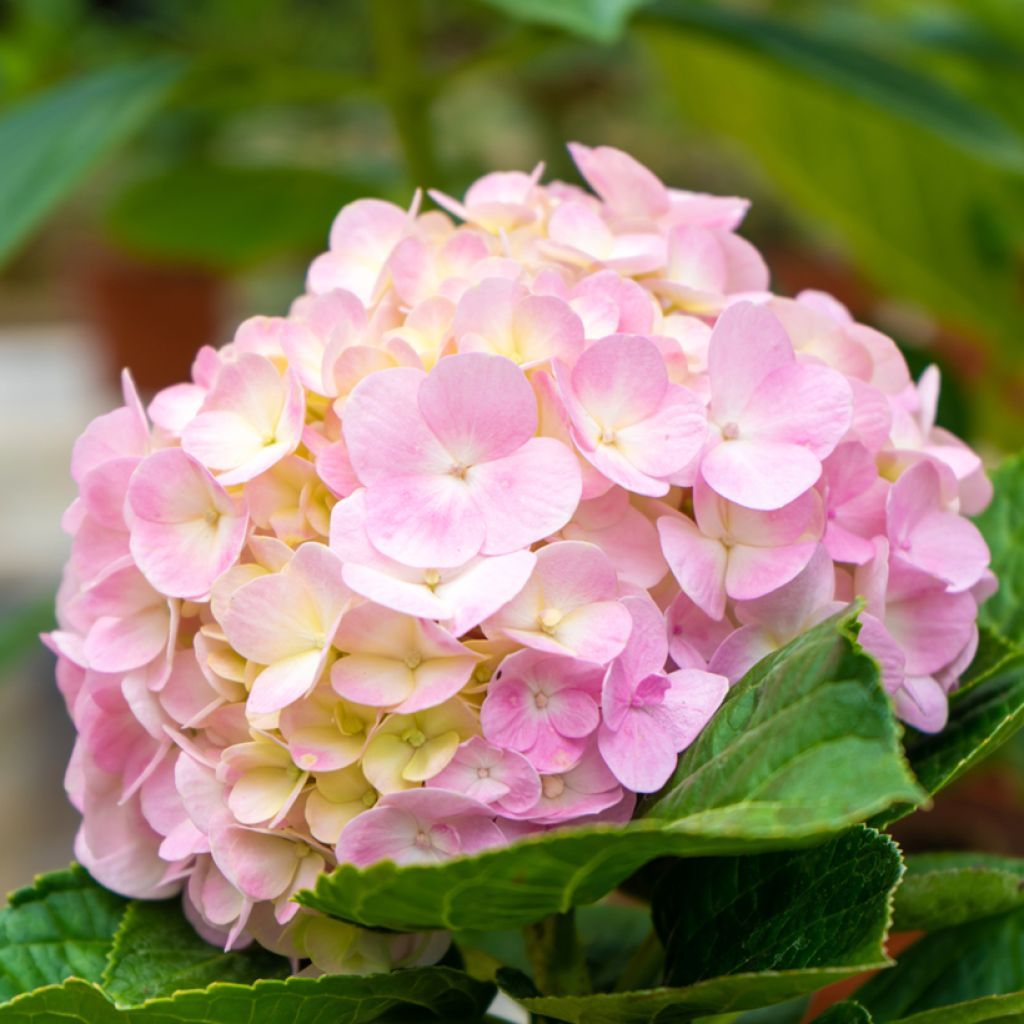 Hydrangea macrophylla Soft Pink Salsa - Boerenhortensia