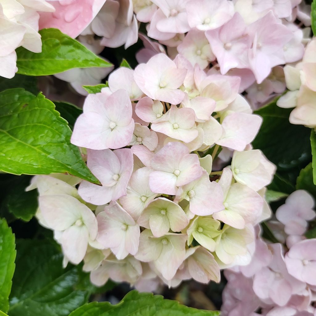 Hydrangea macrophylla Soft Pink Salsa - Boerenhortensia