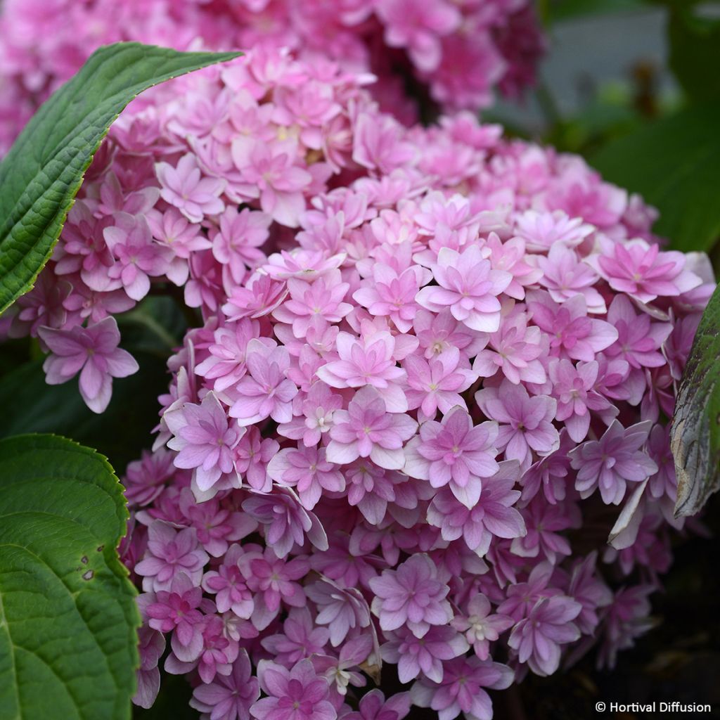 Hydrangea macrophylla Stellar - Bolhortensia roze