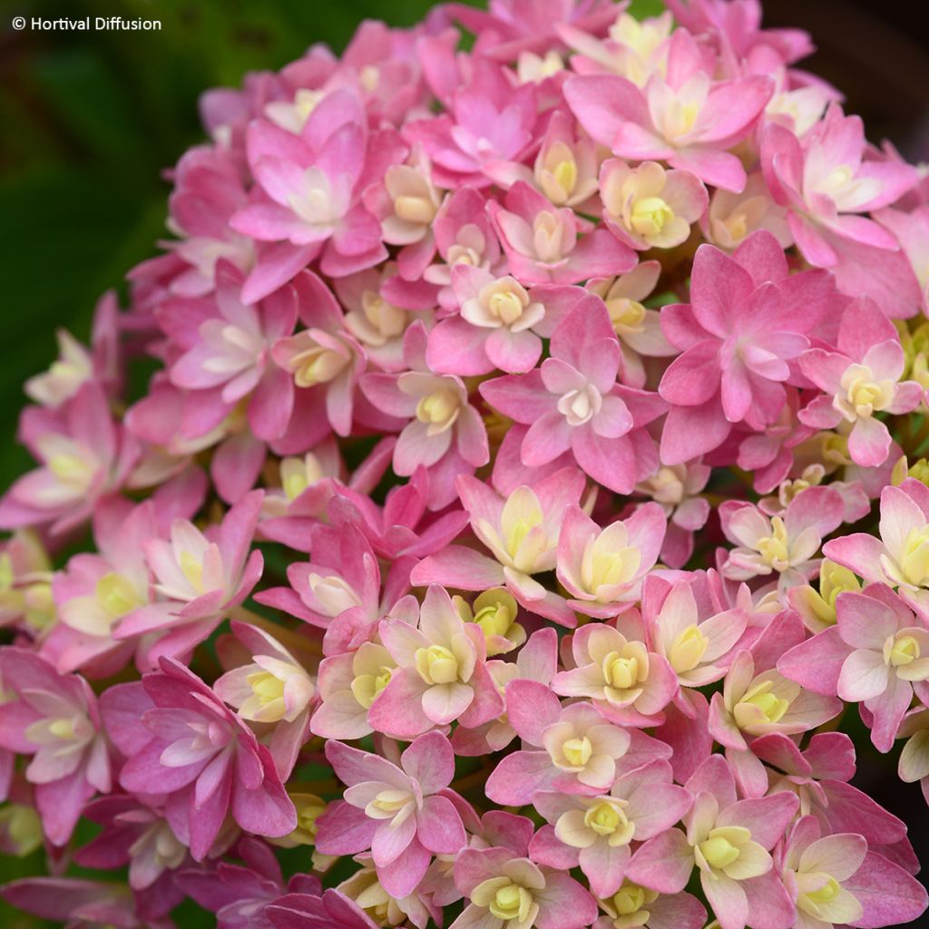 Hydrangea macrophylla Stellar - Bolhortensia roze
