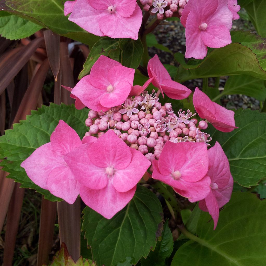 Hydrangea macrophylla Teller Pink - Schermhortensia
