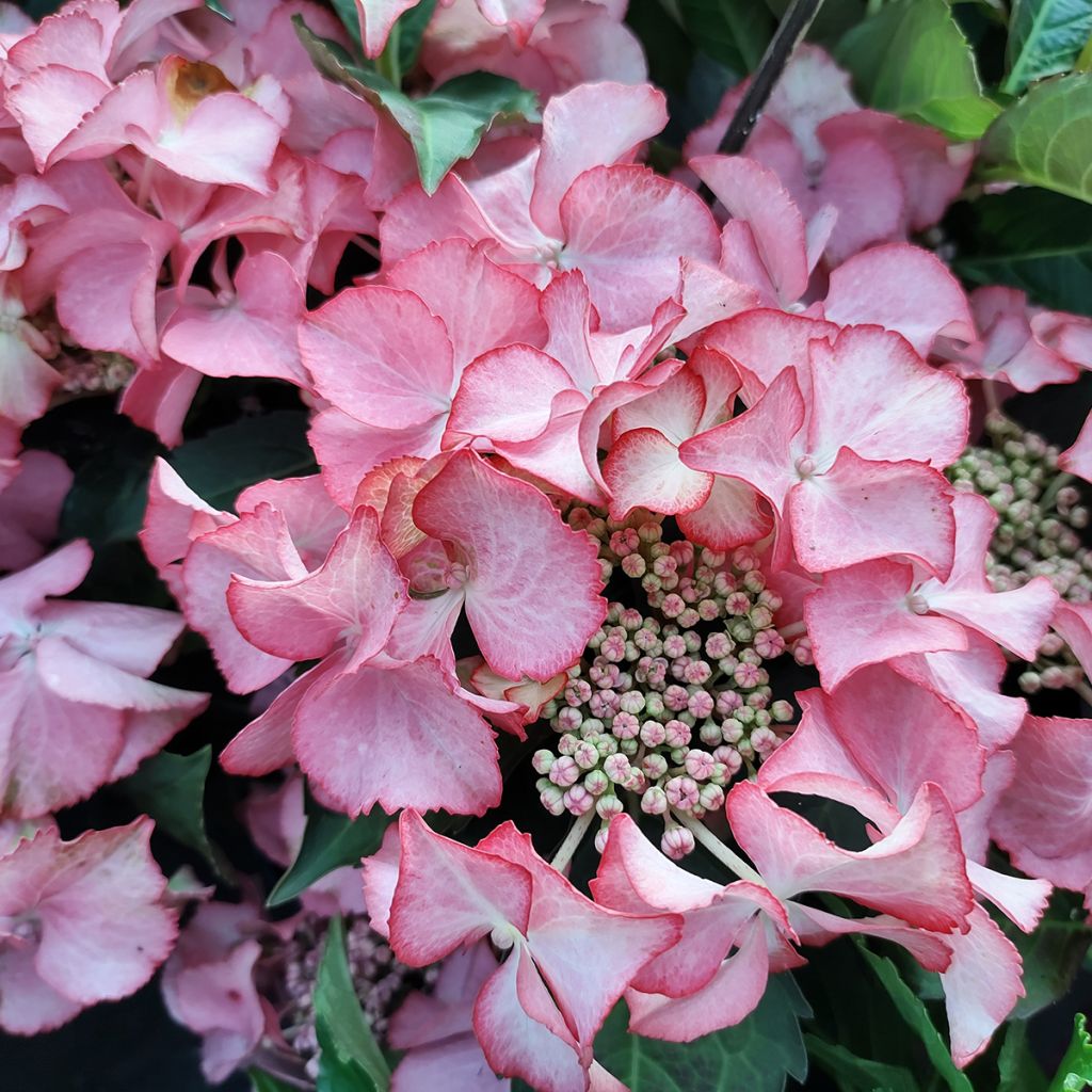 Hydrangea macrophylla Tiffany - Bolhortensia