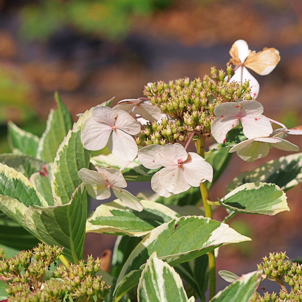 Hydrangea macrophylla Tricolor - Schermhortensia