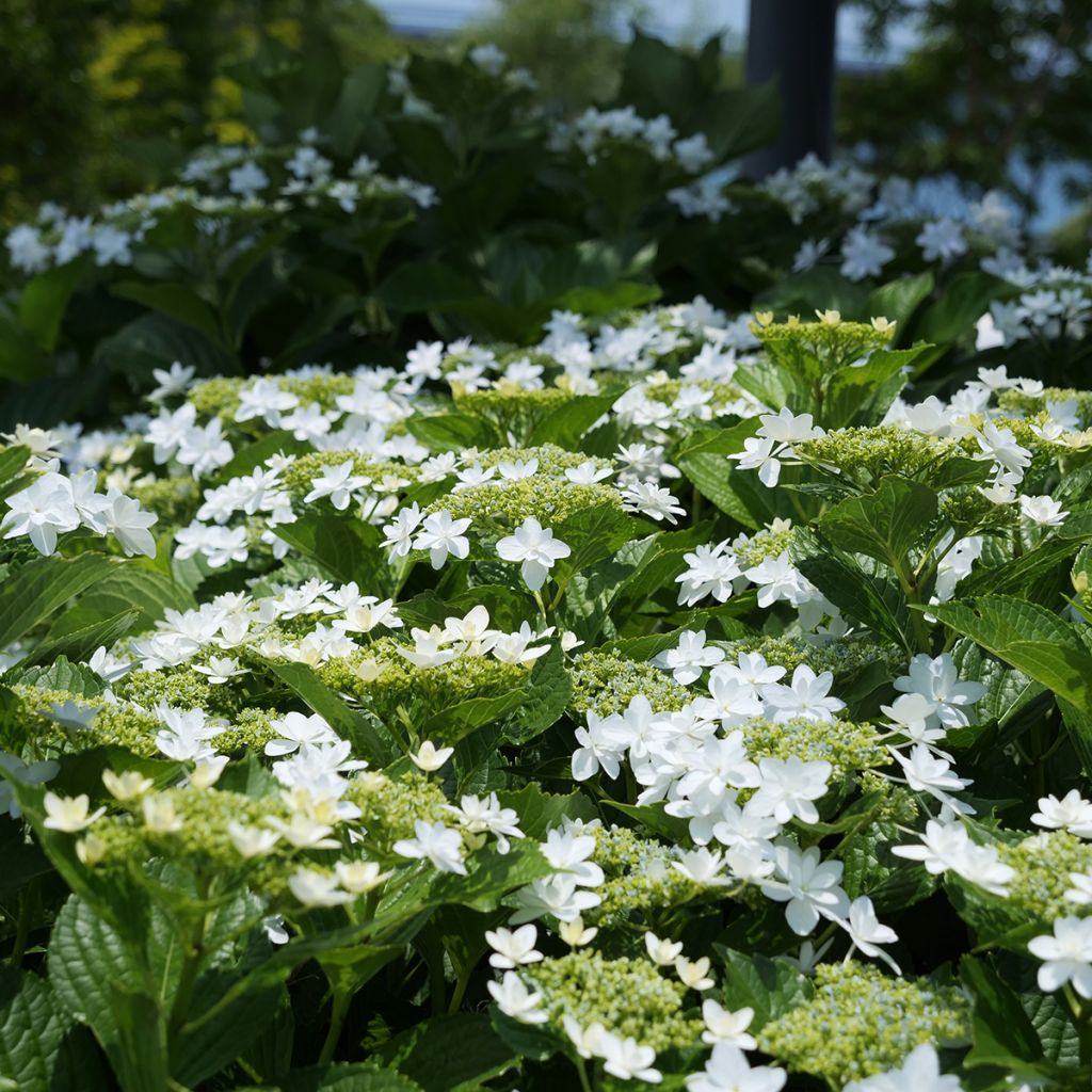 Hydrangea macrophylla Wedding Gown - Schermhortensia