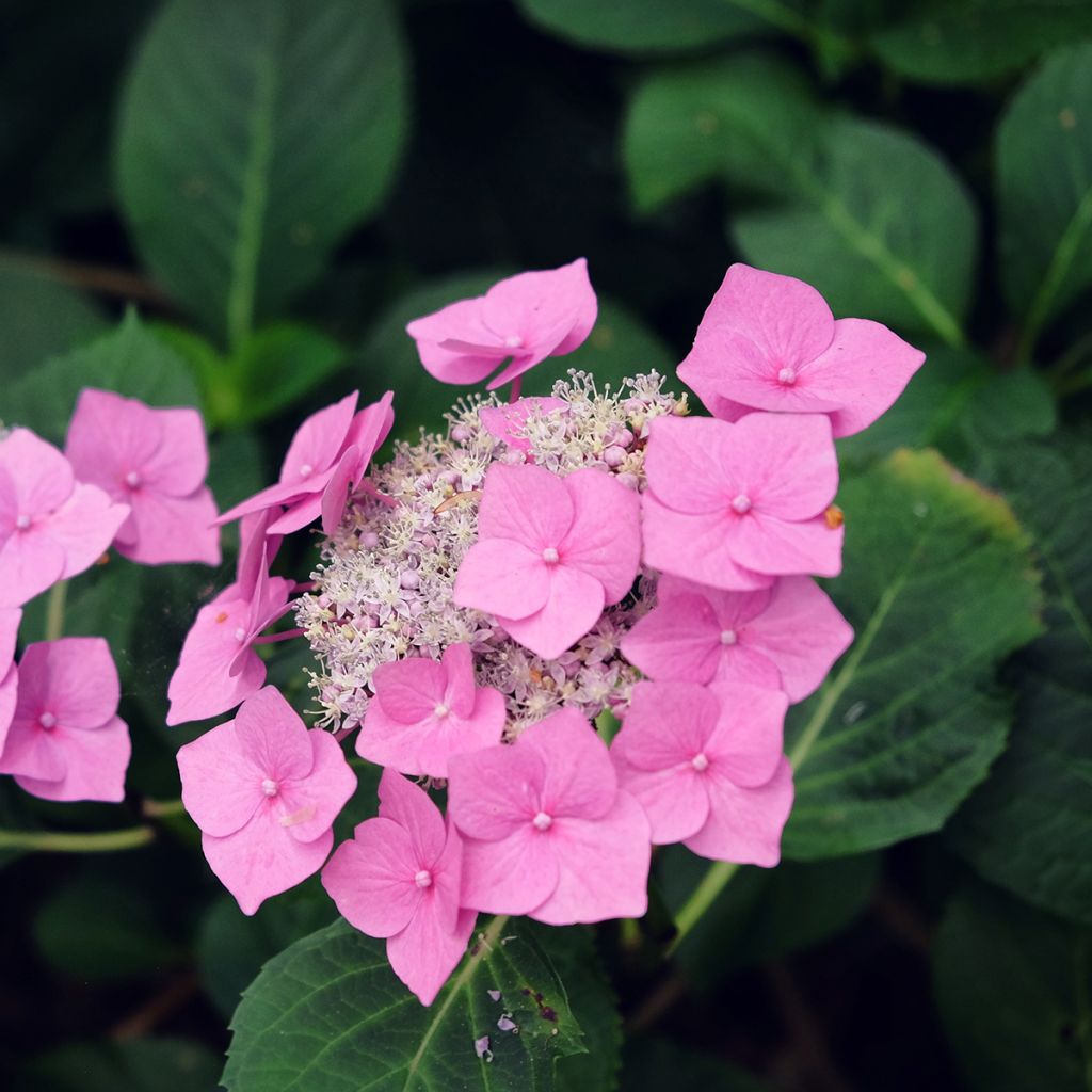 Hydrangea macrophylla Zorro - Schermhortensia roze