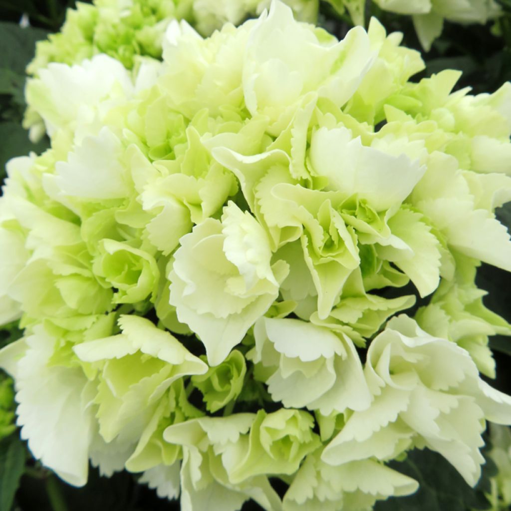 Hydrangea macrophylla Bright White - Bolhortensia
