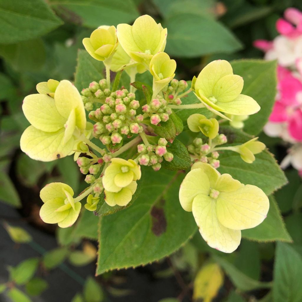 Hydrangea paniculata Diamant Rouge - Pluimhortensia