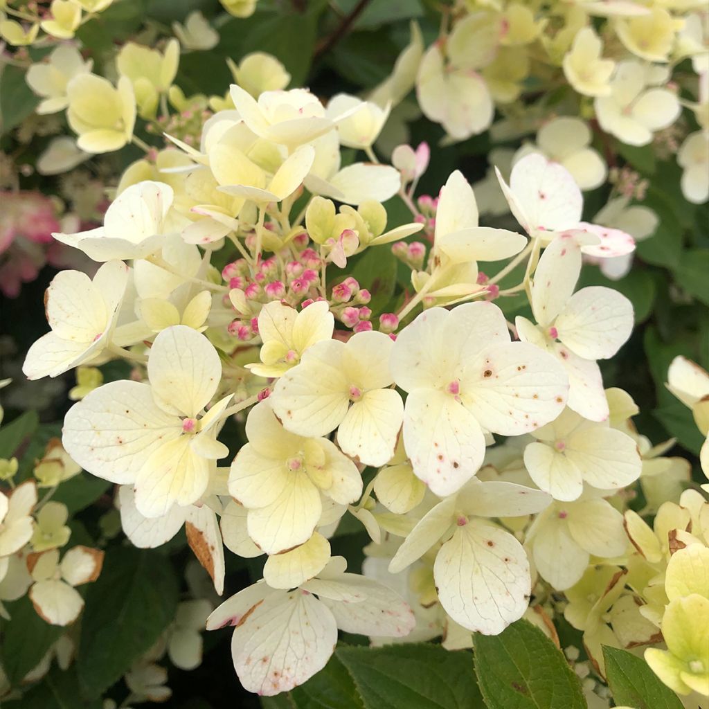 Hydrangea paniculata Diamant Rouge - Pluimhortensia