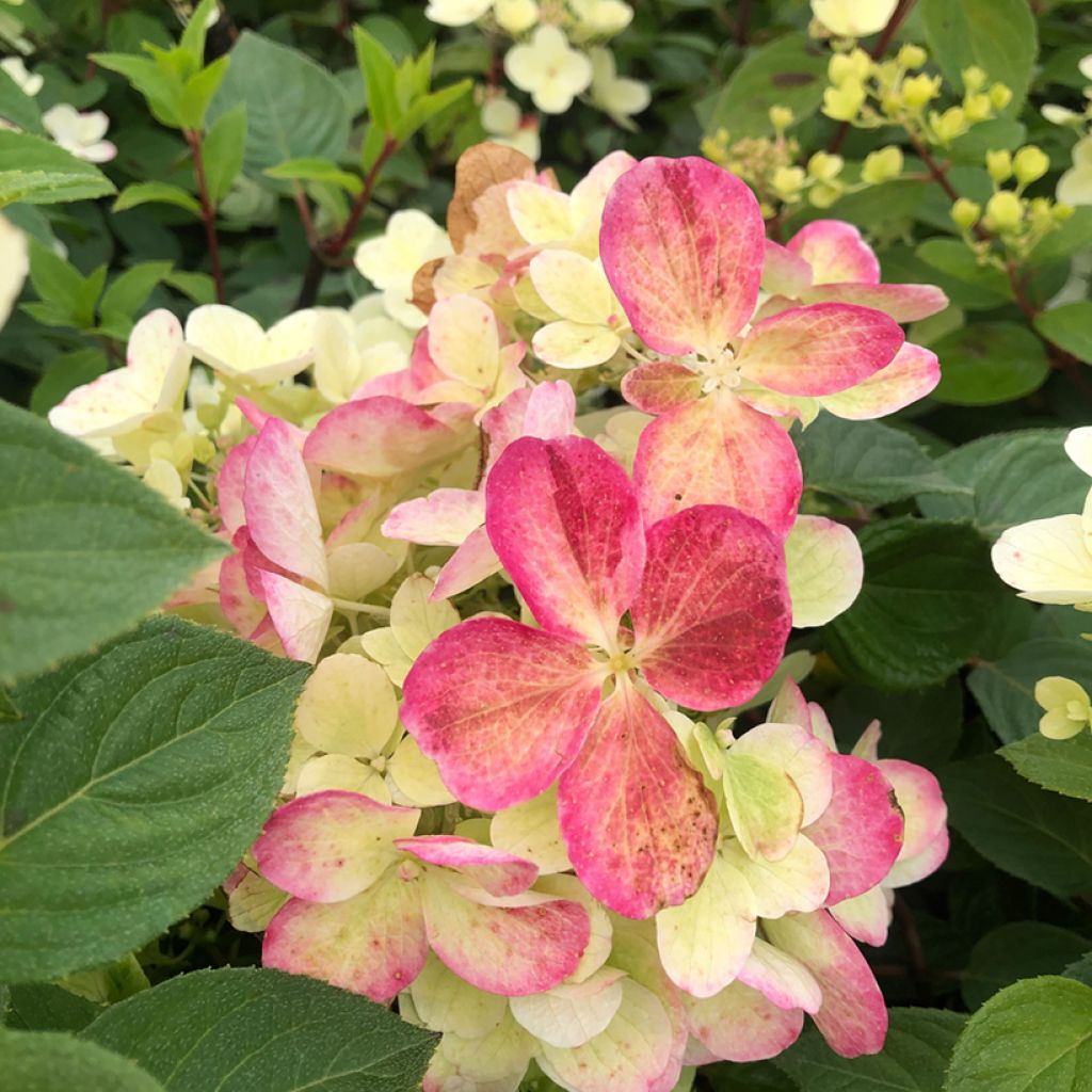 Hydrangea paniculata Diamant Rouge - Pluimhortensia