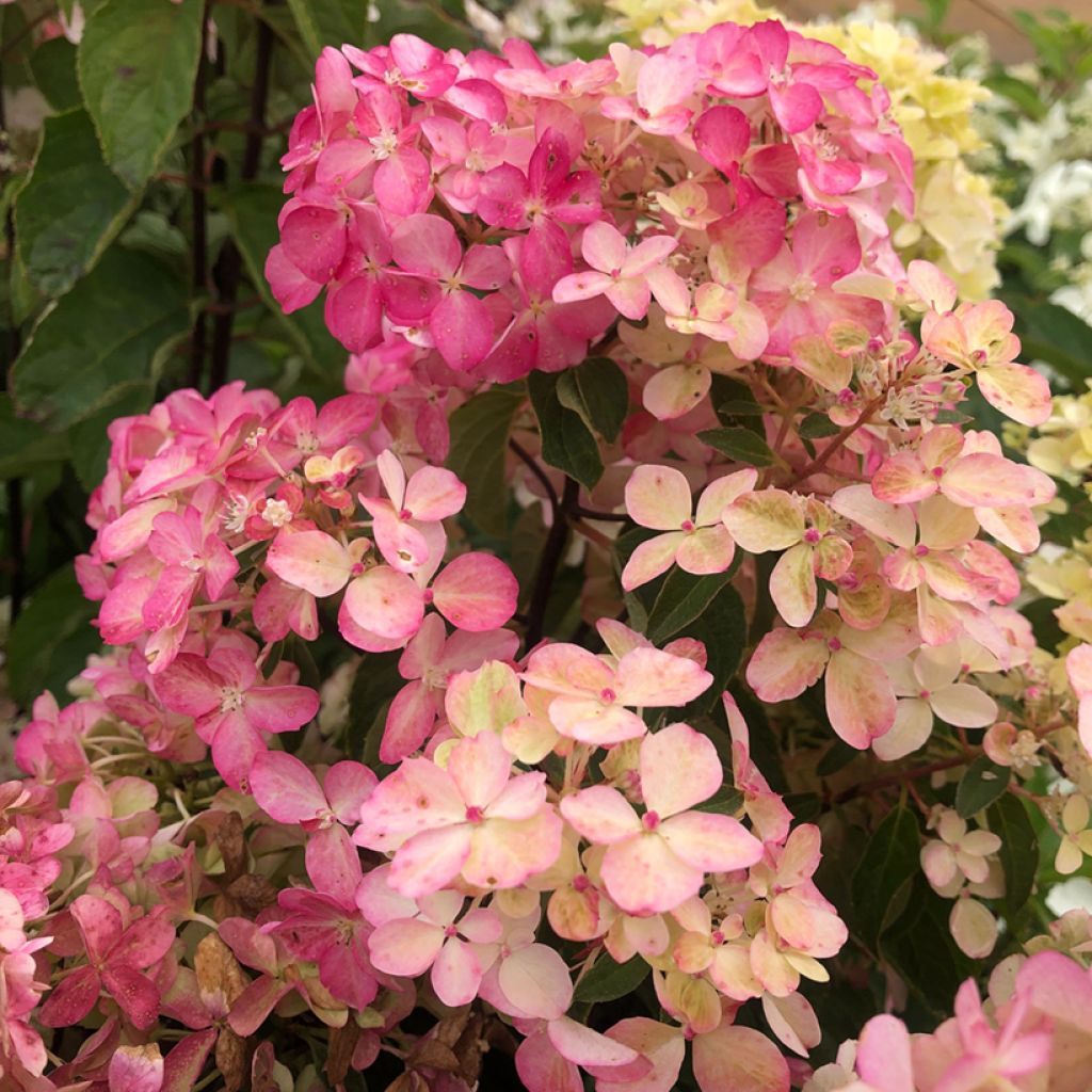 Hydrangea paniculata Fraise Melba - Pluimhortensia