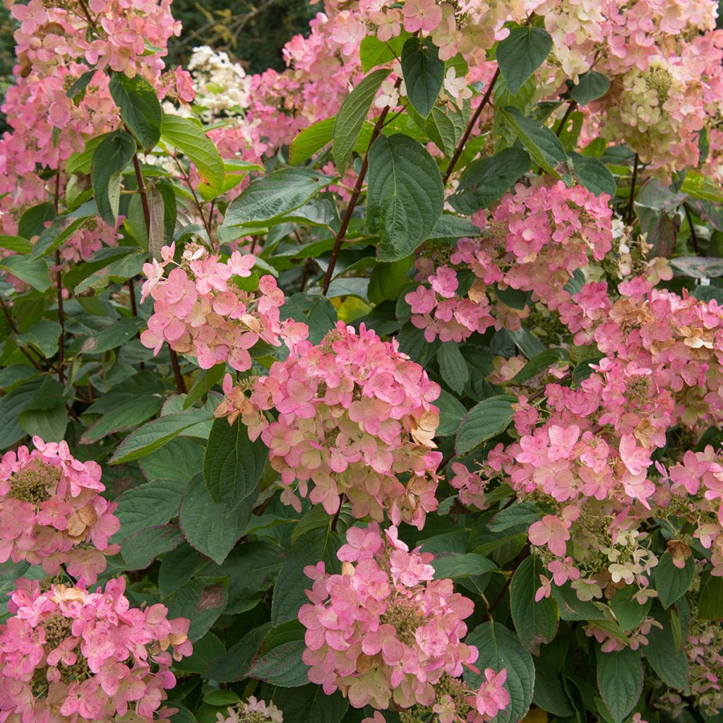 Hydrangea paniculata Pink diamond - Pluimhortensia