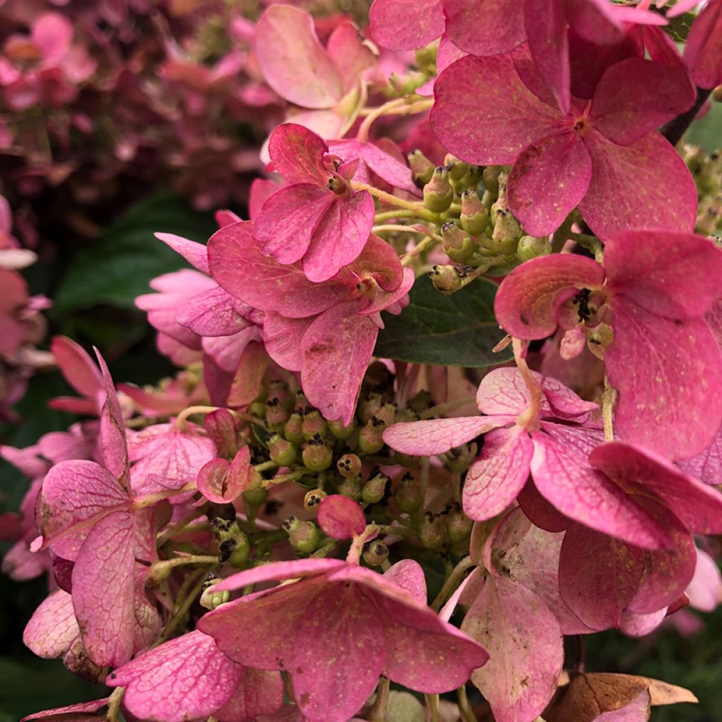 Hydrangea paniculata Pinky Winky - Pluimhortensia
