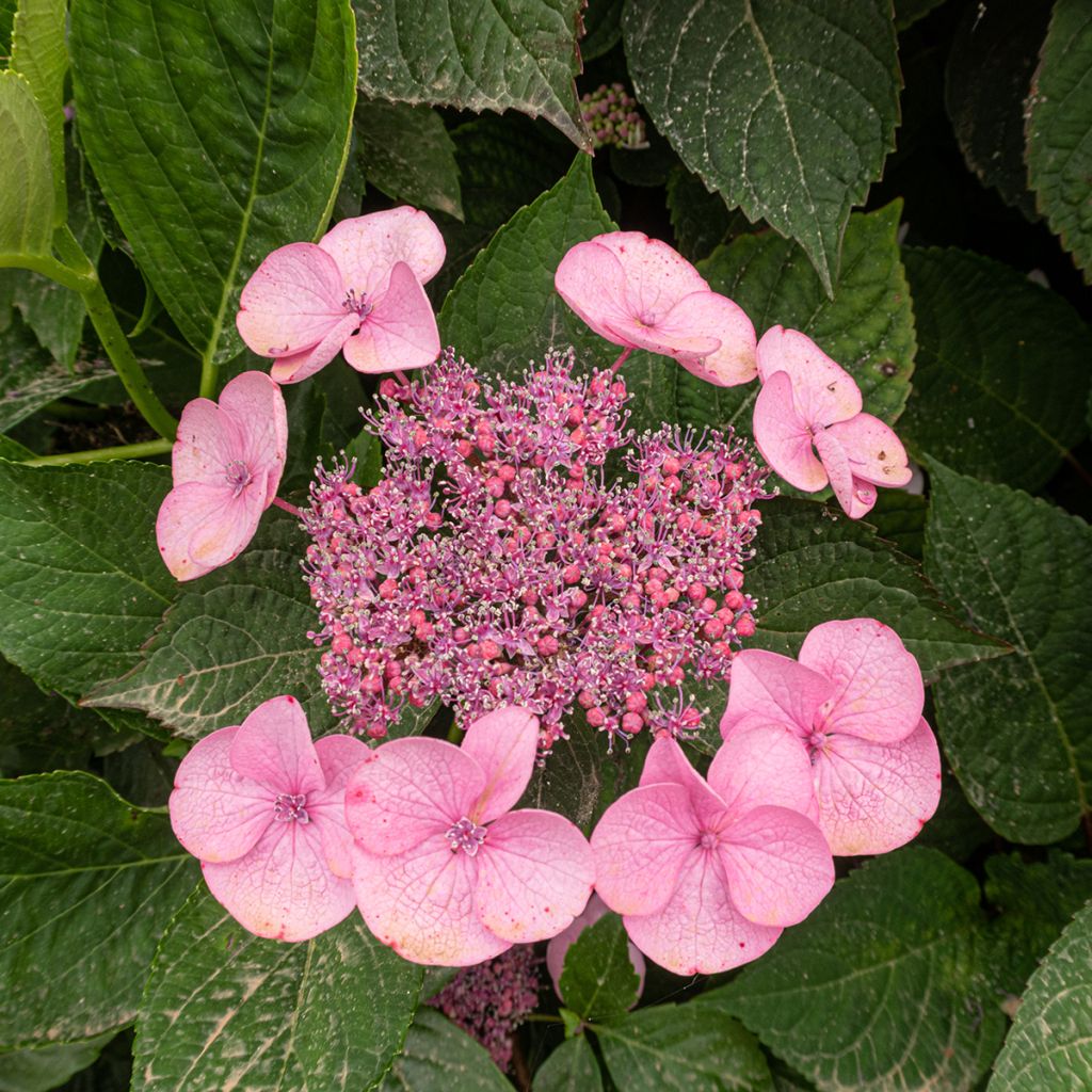 Hydrangea serrata Avelroz Dolmyf - Berghortensia