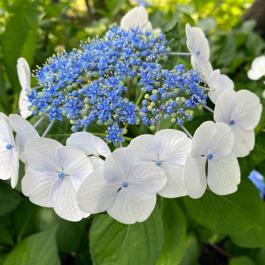 Hydrangea serrata Blue Bird - Berghortensia