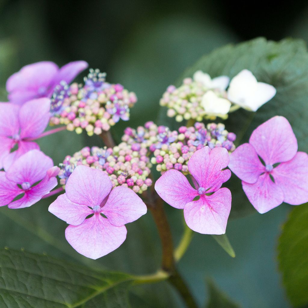 Hydrangea serrata Blue Deckle - Berghortensia