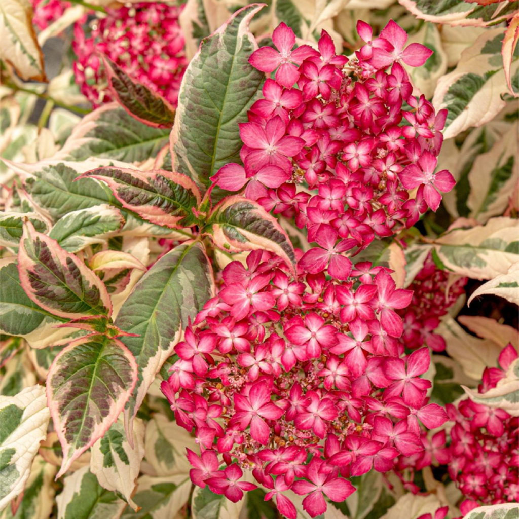 Hydrangea serrata Euphoria Pink - Berghortensia