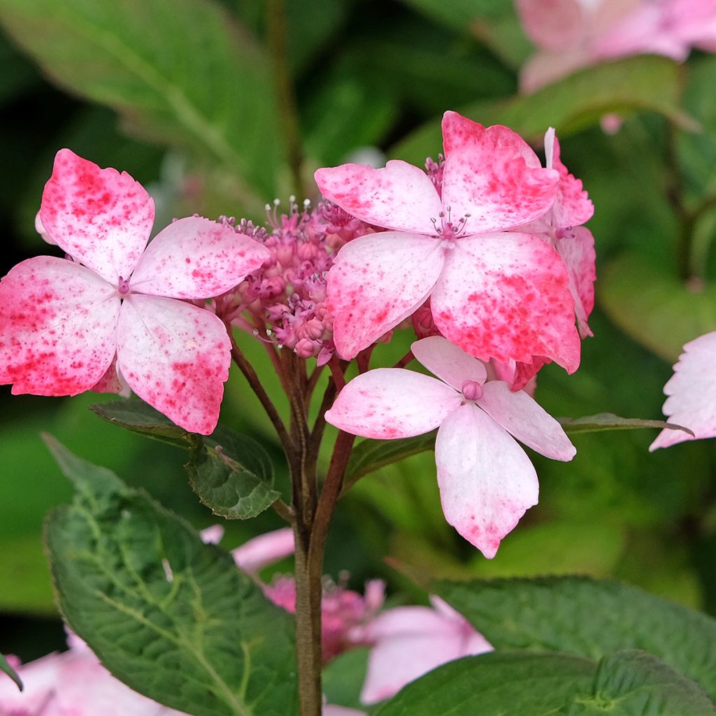 Hydrangea serrata Grayswood - Berghortensia