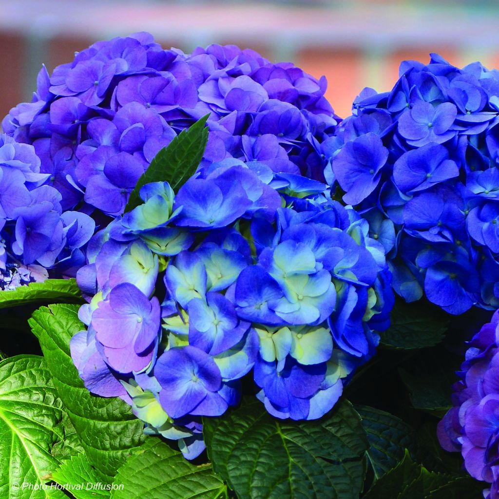 Hydrangea macrophylla L.A Dreamin Lindesy Ann - Bolhortensia