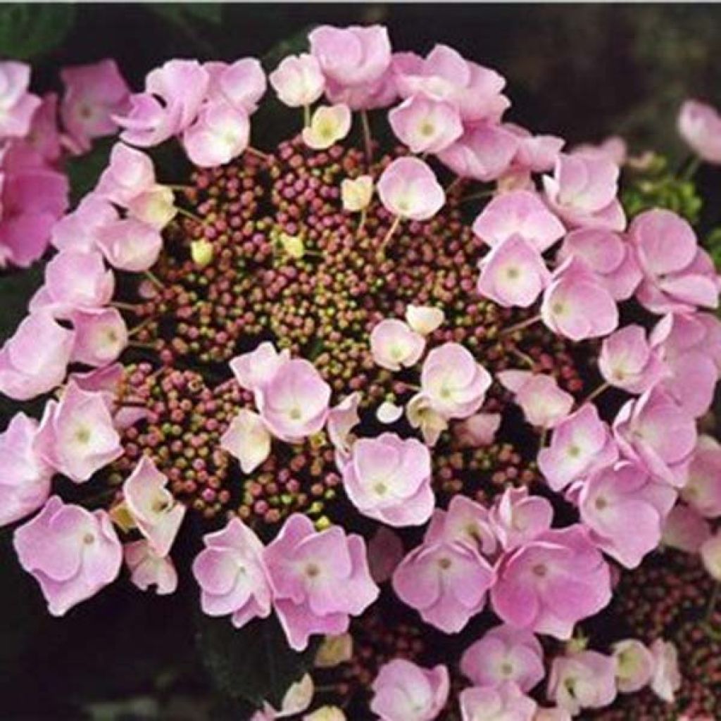 Hydrangea Nanping