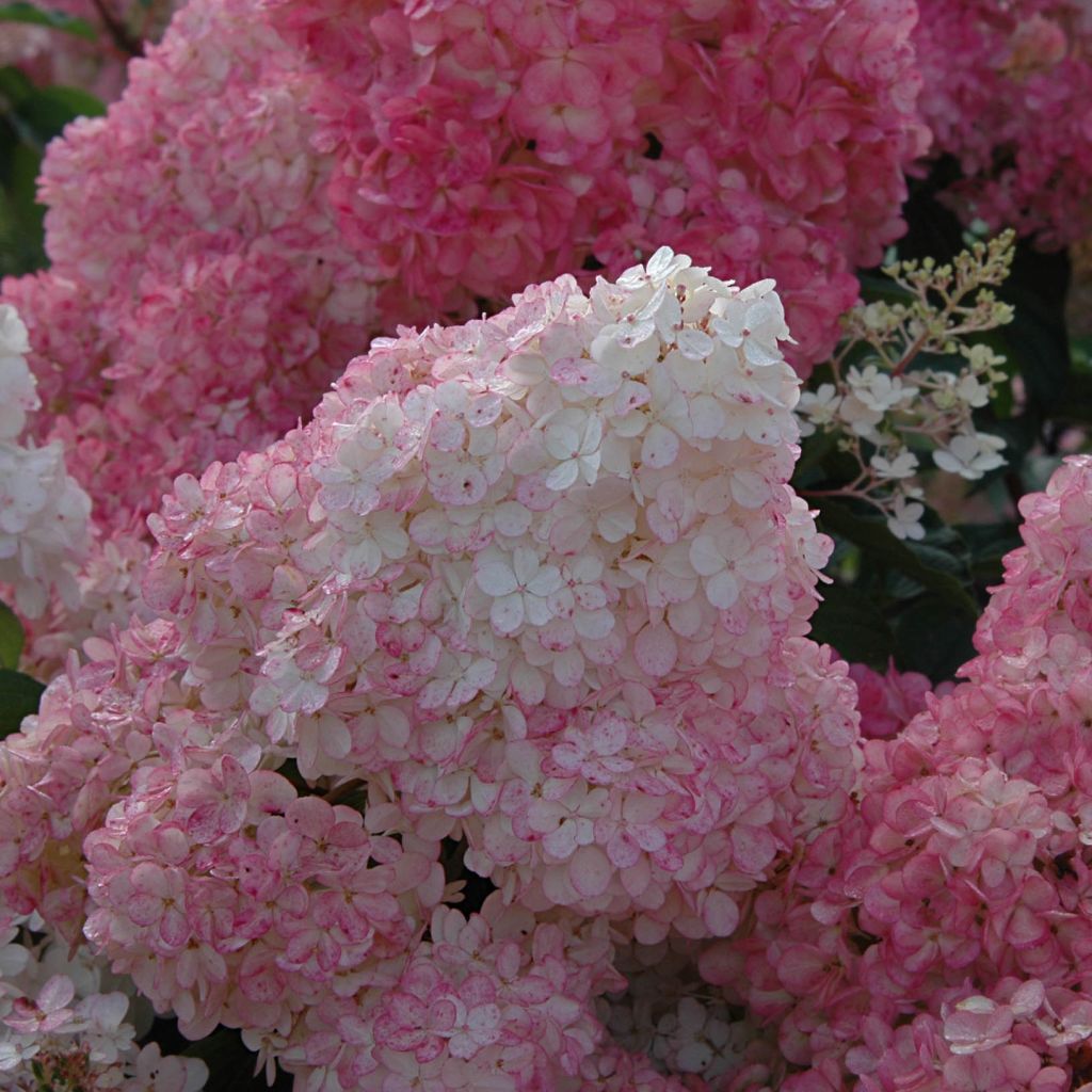 Hydrangea paniculata Vanille Fraise - pluimhortensia