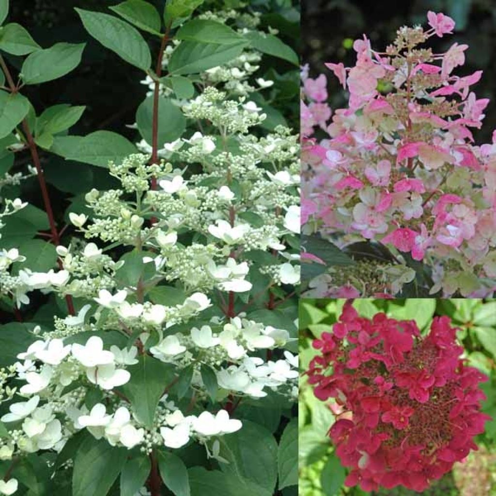 Hydrangea paniculata Wim's red - Pluimhortensia