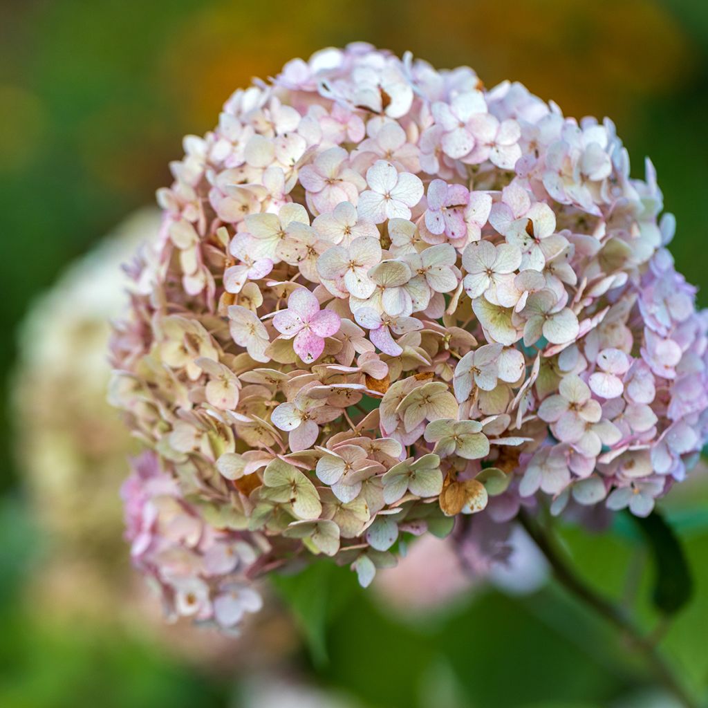 Hydrangea arborescens Candybelle Bubblegum - sneeuwballenhortensia