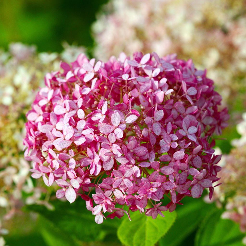 Hydrangea arborescens Pink Annabelle - struikhortensia