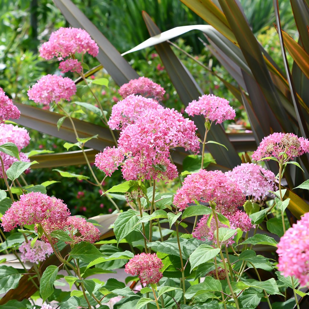 Hydrangea arborescens Pink Annabelle - struikhortensia