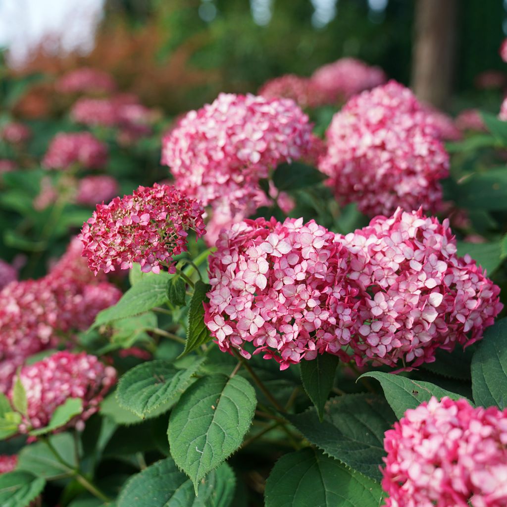Hydrangea arborescens Ruby Annabelle - struikhortensia