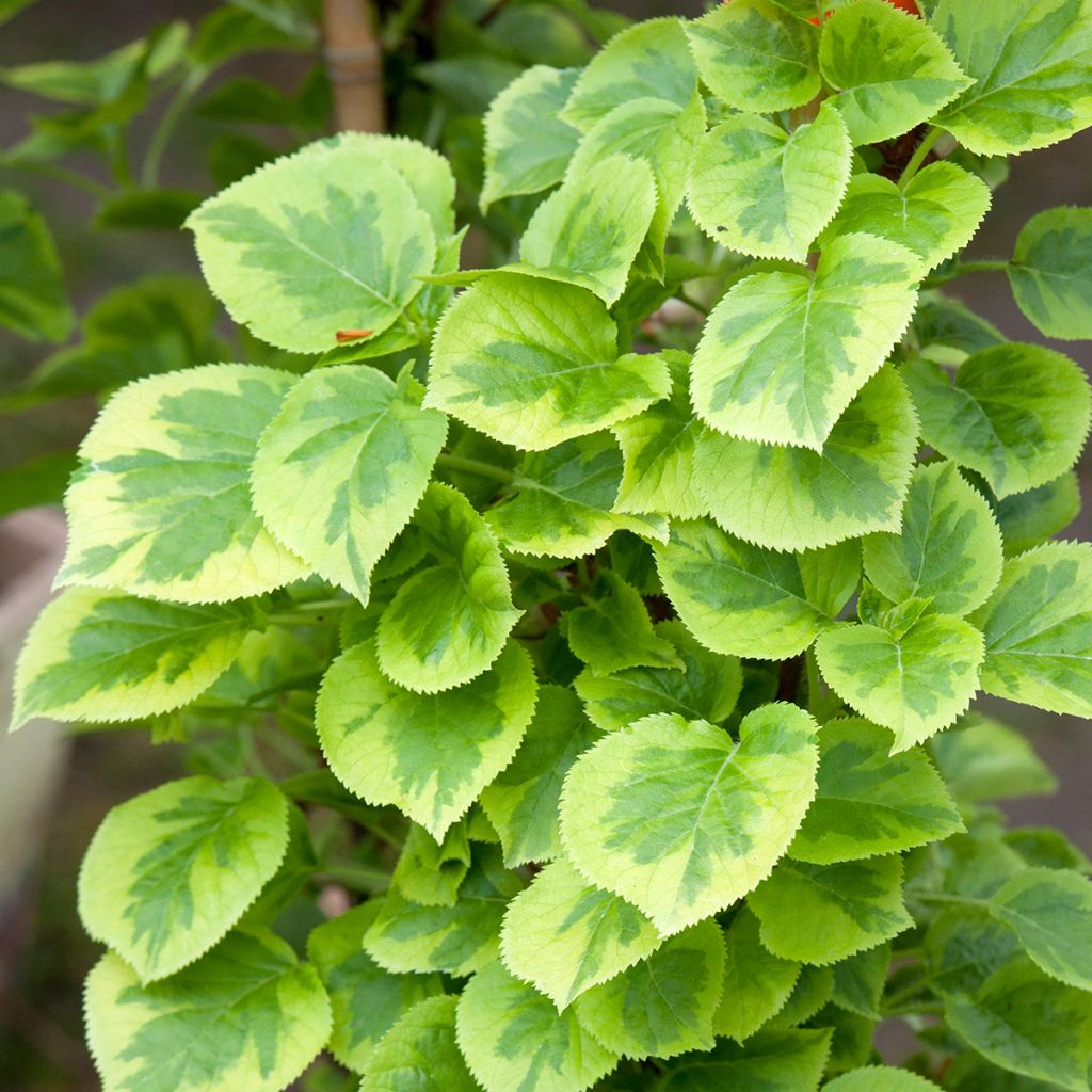 Hydrangea petiolaris Miranda - Klimhortensia