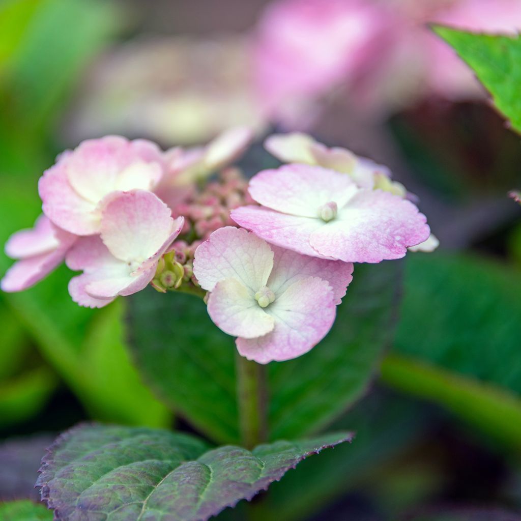 Hydrangea Daredevil - Schermhortensia