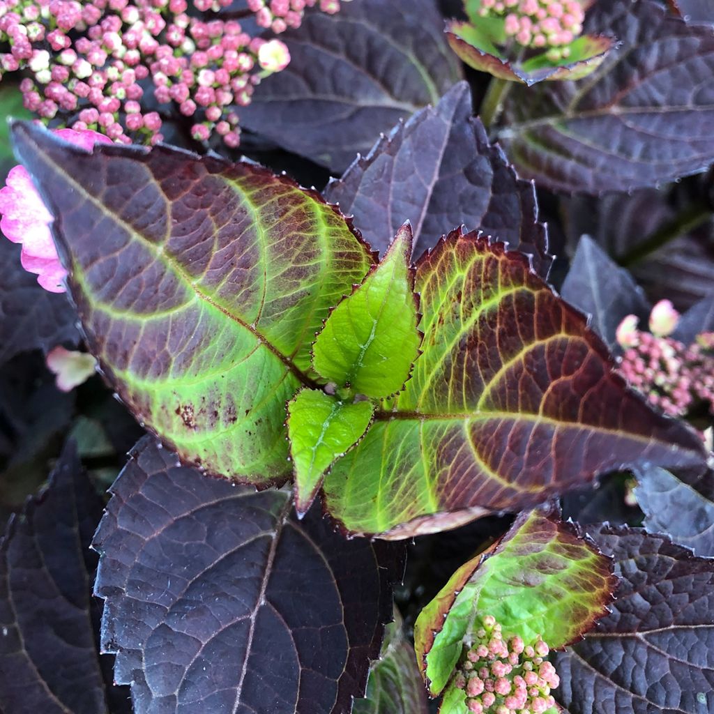 Hydrangea Daredevil - Schermhortensia