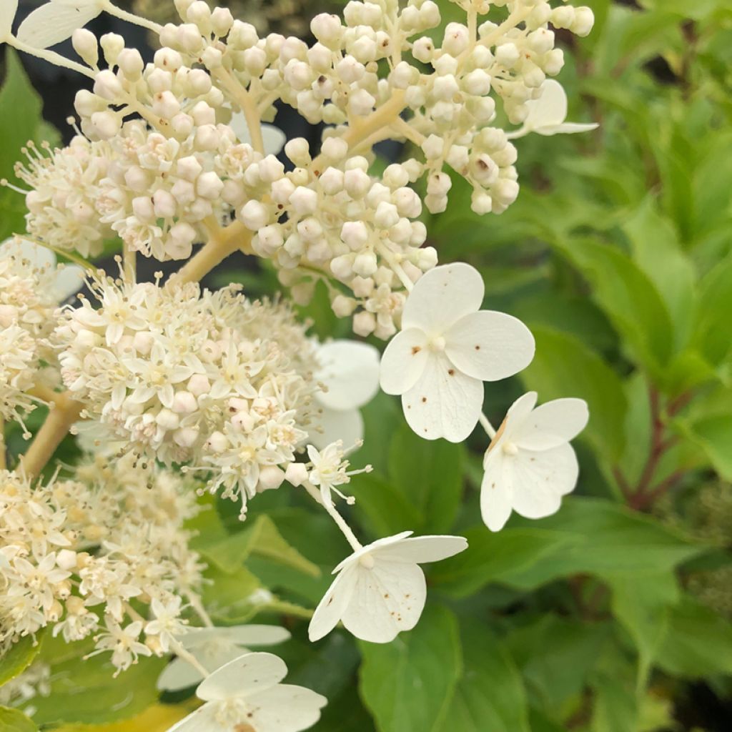 Hydrangea paniculata Kyushu - Pluimhortensia