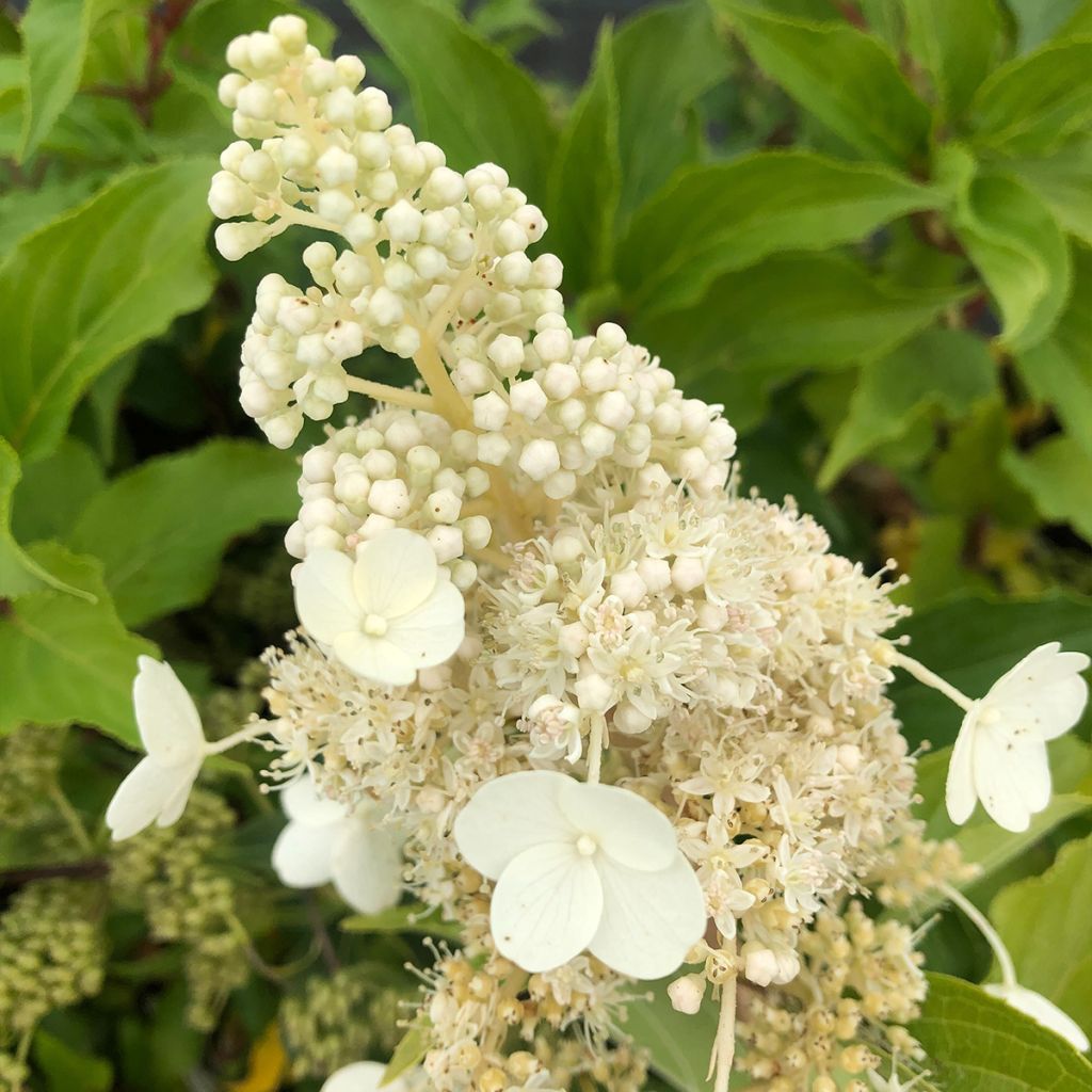 Hydrangea paniculata Kyushu - Pluimhortensia
