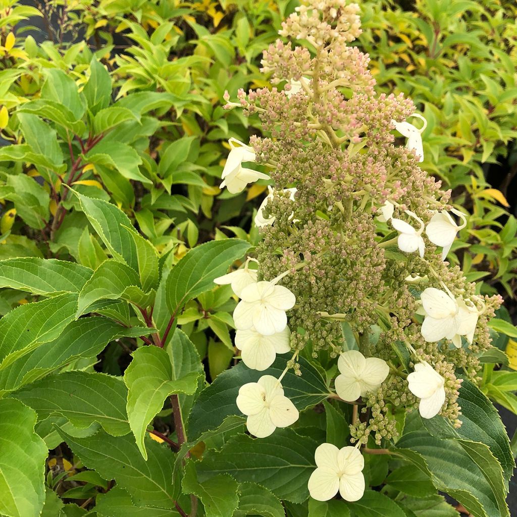 Hydrangea paniculata Kyushu - Pluimhortensia