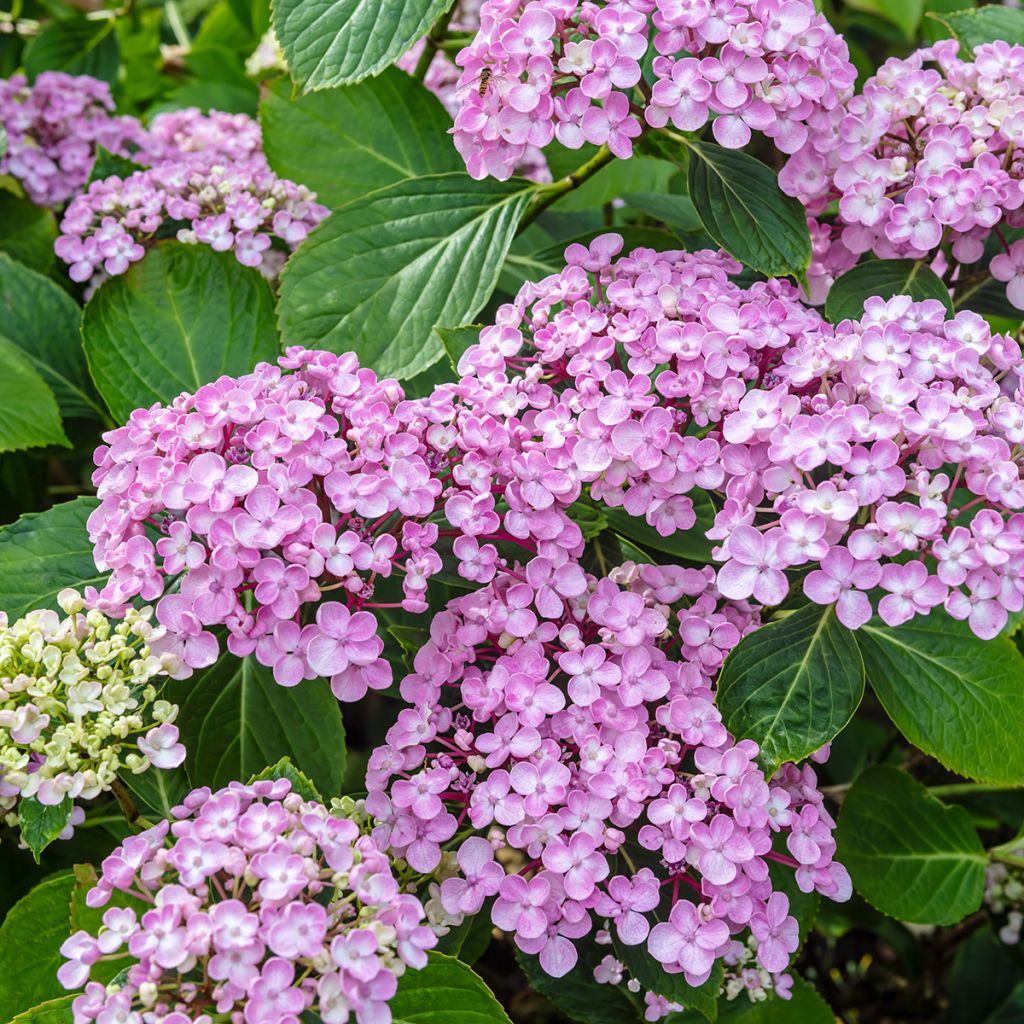 Hydrangea macrophylla Ayesha - Bolhortensia