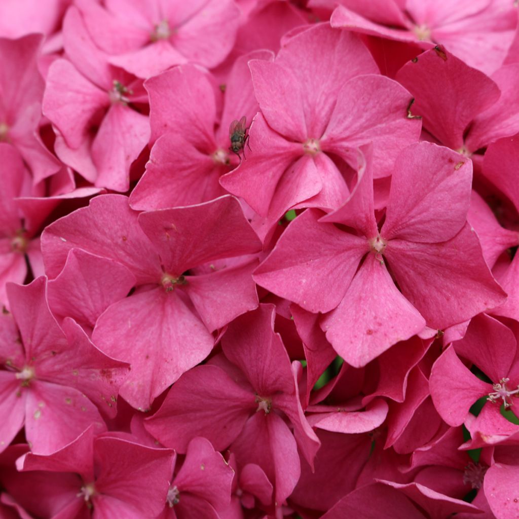 Hydrangea macrophylla King George V - Boerenhortensia