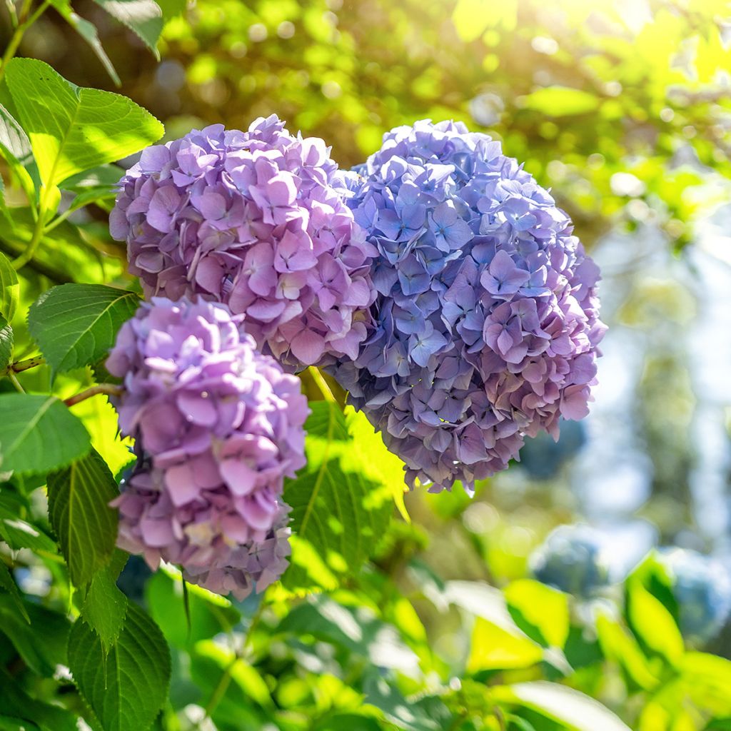 Hydrangea Magical Harmony - Bolhortensia