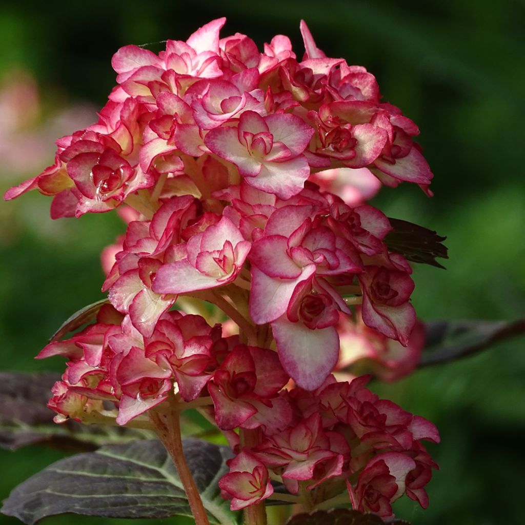 Hydrangea macrophylla Miss Saori - Bolhortensia