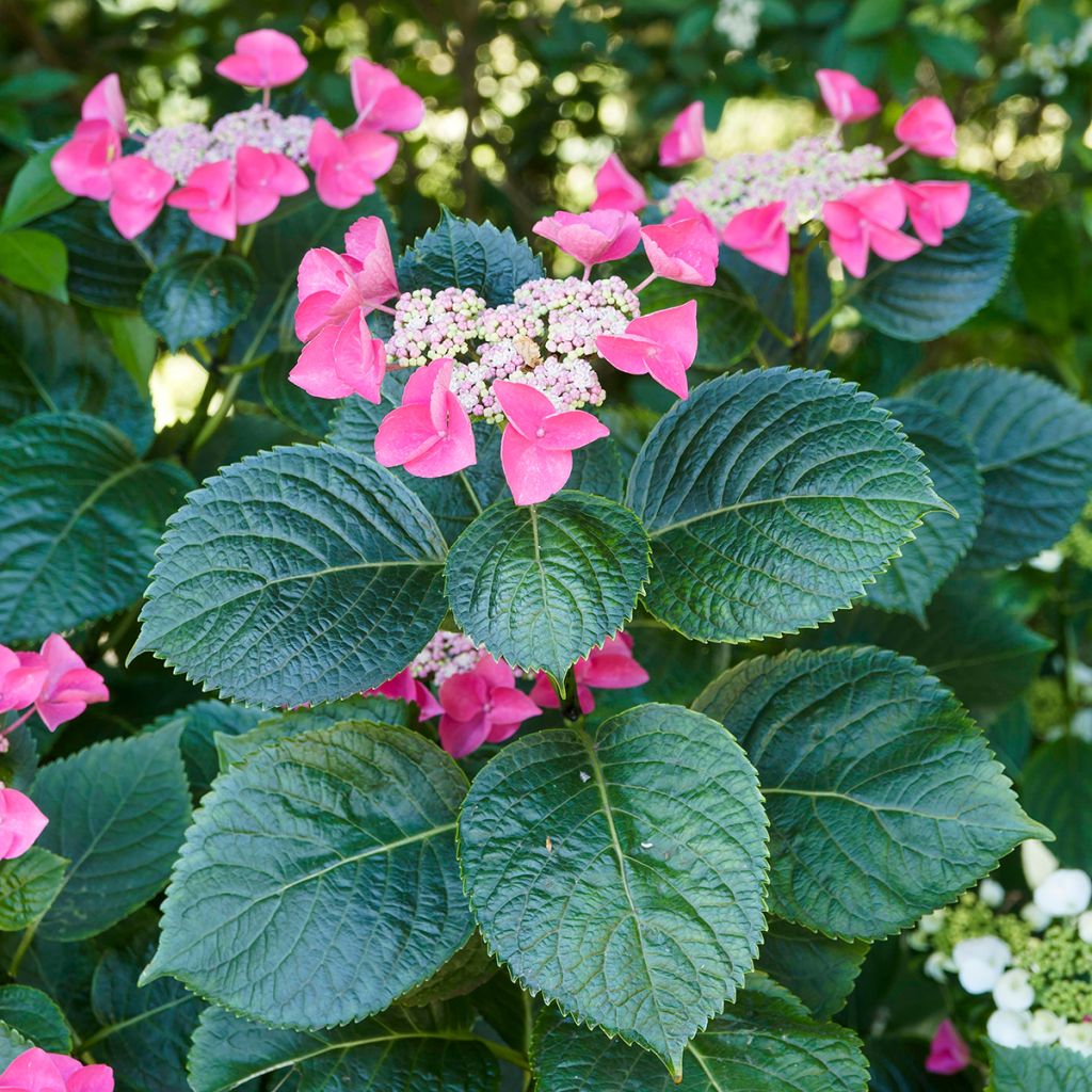 Hydrangea macrophylla Teller Red -  - Schermhortensia