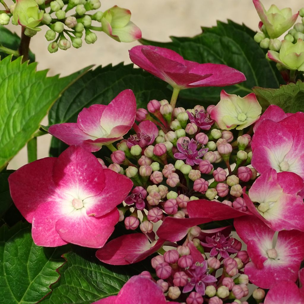Hydrangea macrophylla Teller Red -  - Schermhortensia