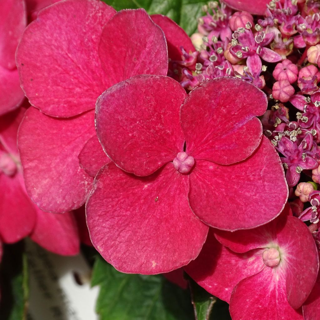 Hydrangea macrophylla Teller Red -  - Schermhortensia