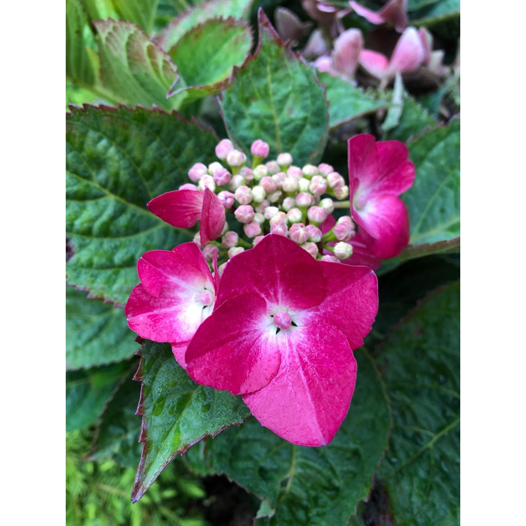 Hydrangea macrophylla Teller Red -  - Schermhortensia