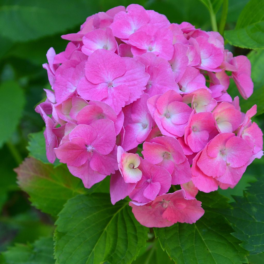 Hydrangea macrophylla Berlin - Bolhortensia
