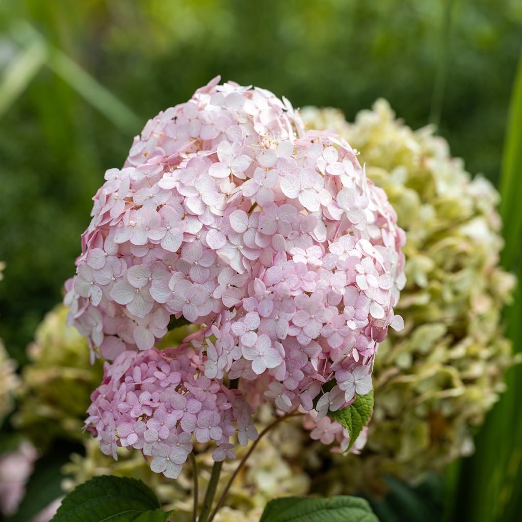 Hydrangea arborescens Stand up Pink - Sneeuwballenhortensia