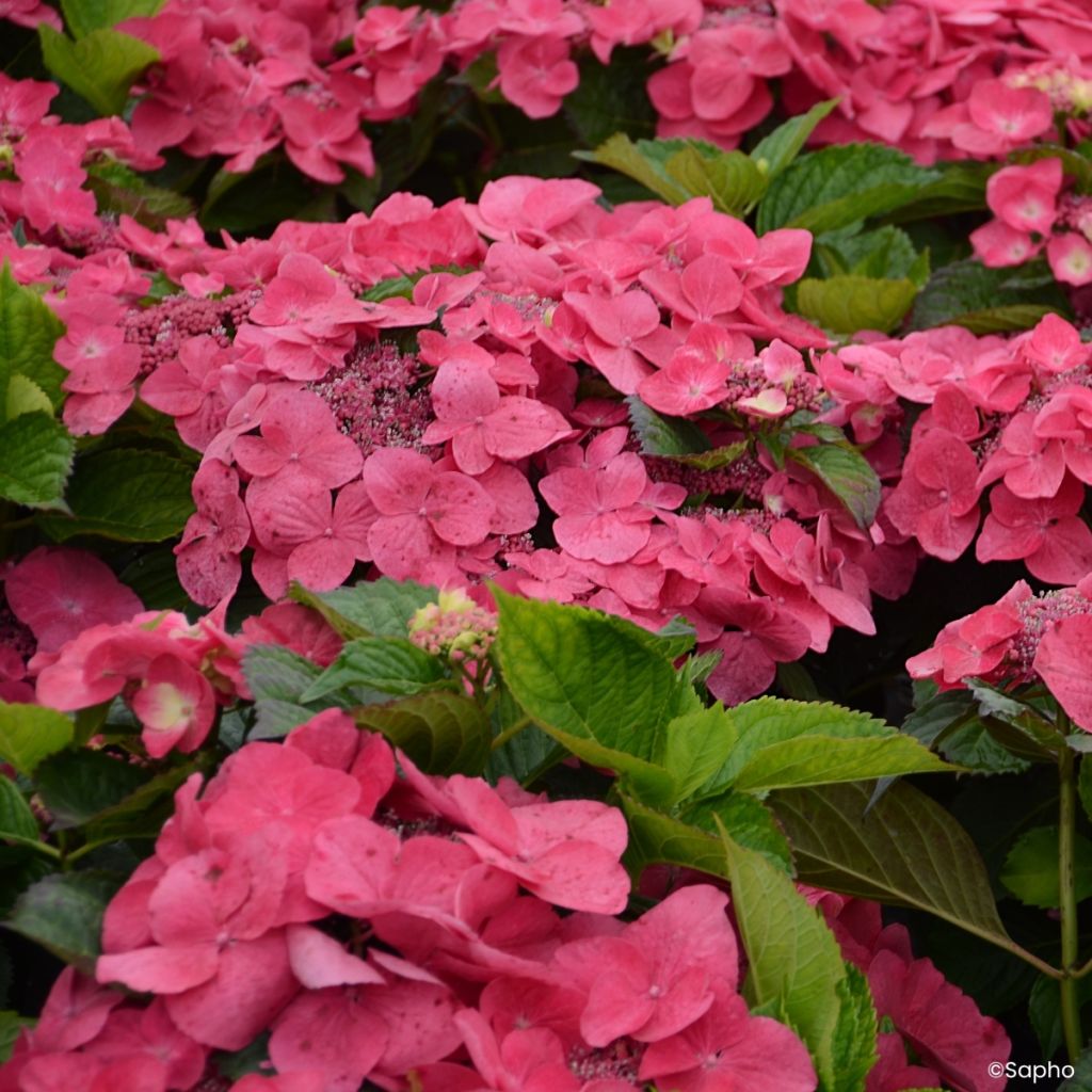 Hydrangea macrophylla Dolce Fragola - Bolhortensia